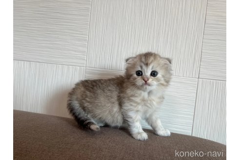 成約済の茨城県のスコティッシュフォールド(折れ耳)-95129の4枚目